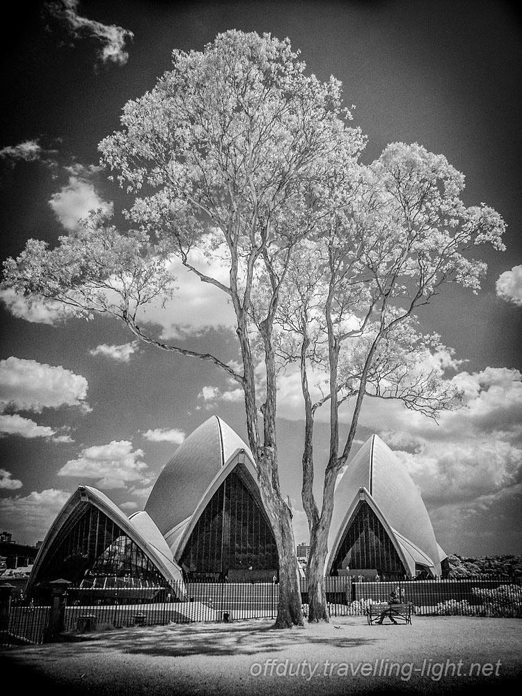 Opera House and Gum Tree