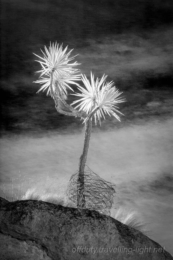 Cabbage Tree, Weka Pass