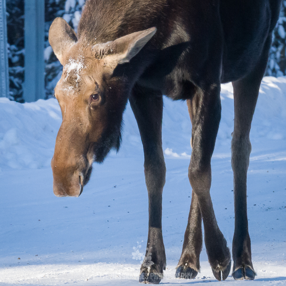 "Portrait Sauvage III: Une Approche Faussement Timide", 6x6" / Parc National de Jasper, Alberta, Canada (2019)