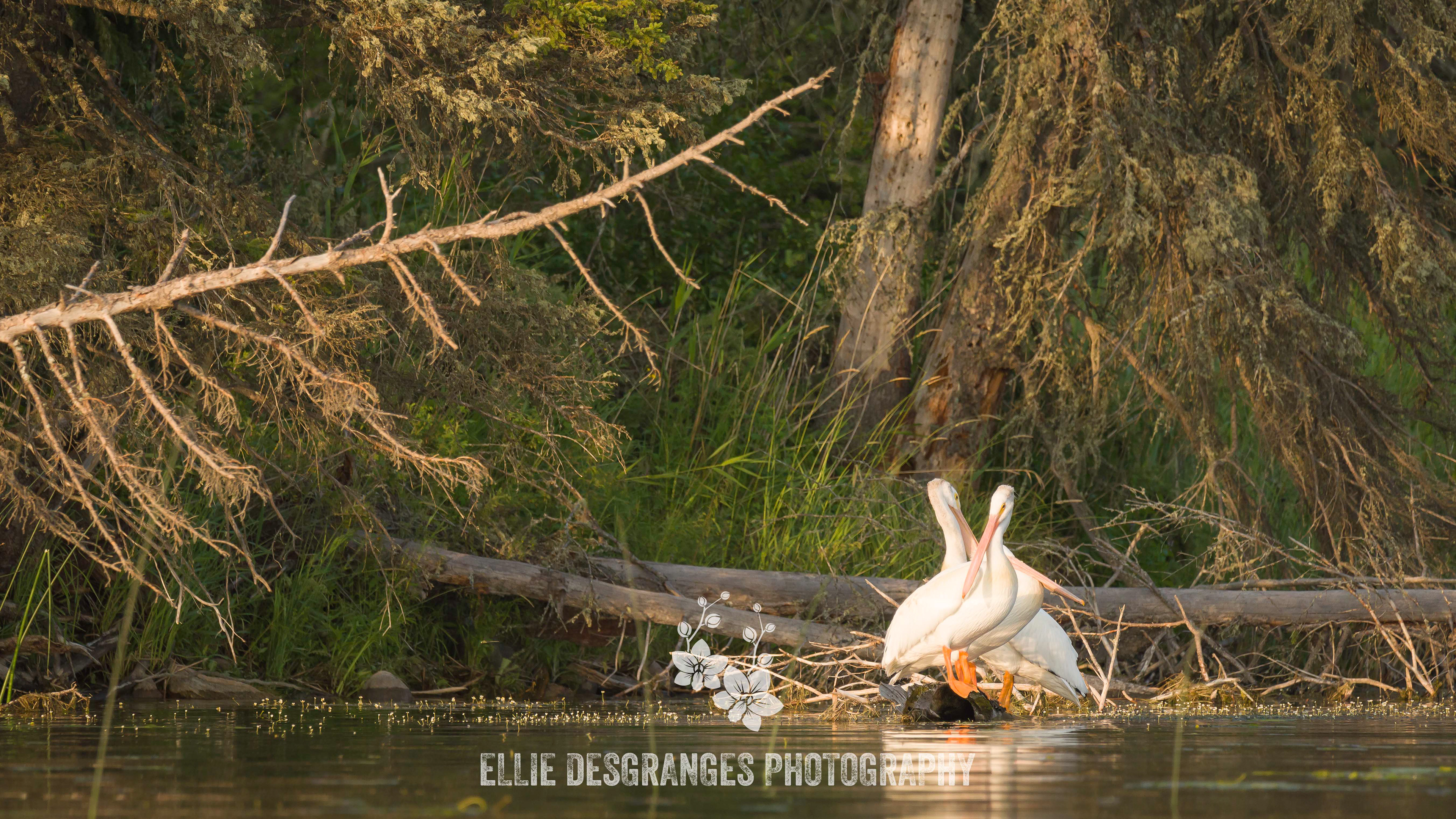 "Sortie en Famille", 9x16" / Lac Waskesiu (Narrows)