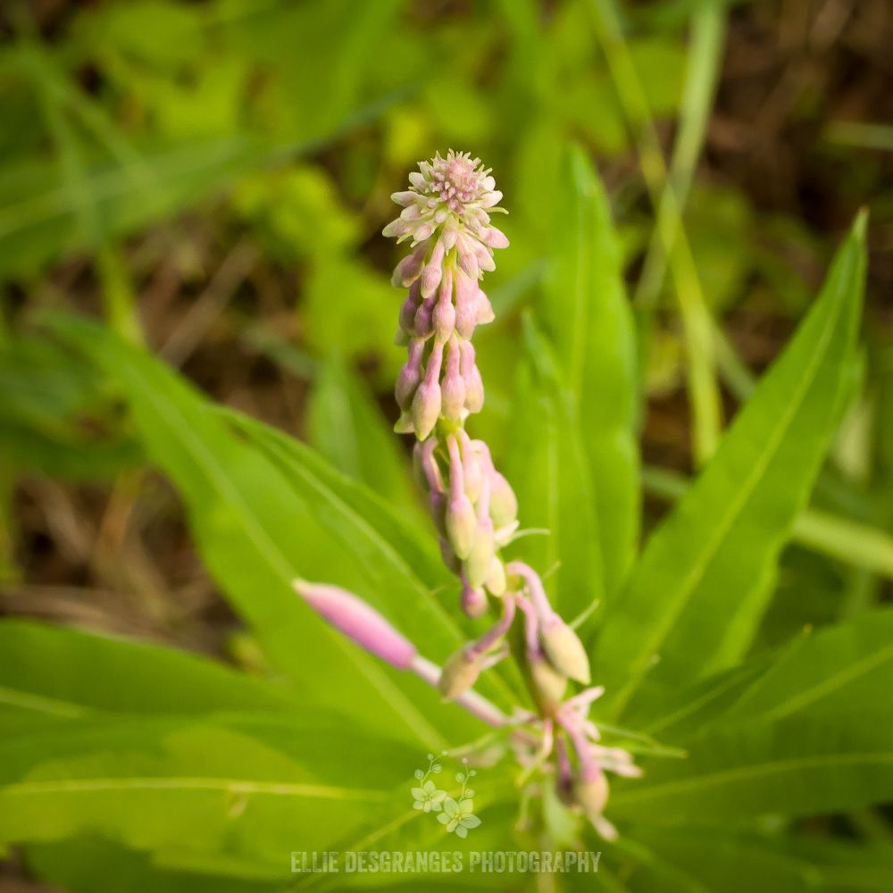 "Personnalité Florissante X: Modèle Prenant la Pose", 6x6" / Lily Plain, Saskatchewan, Canada (2021)
