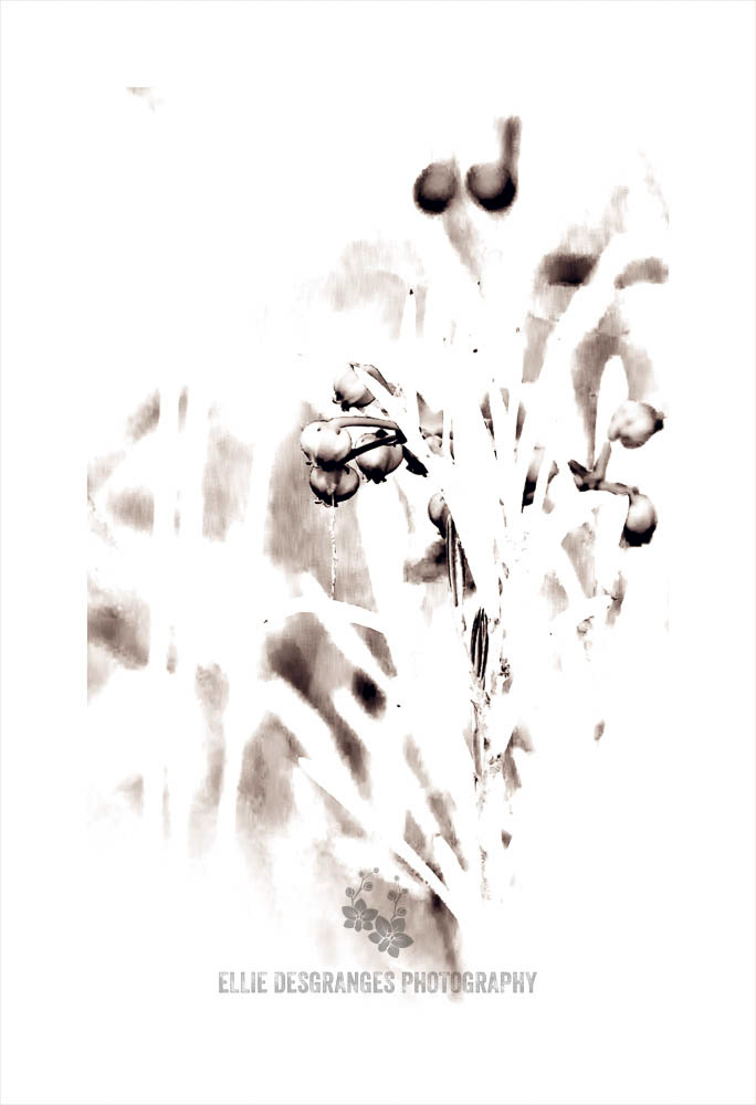 "Personnalité Florissante XV: Adolescente Nauséeuse", Image 3 de 4, 10 x 16" / Parc National de Prince Albert