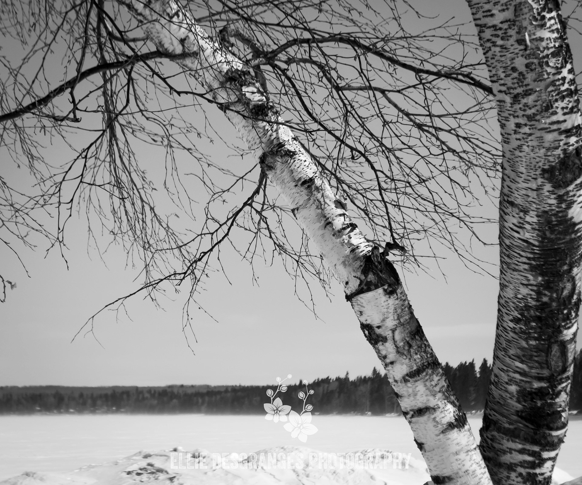 "Résilience Balayé par Vents", 8x10" / Site de Waskesiu