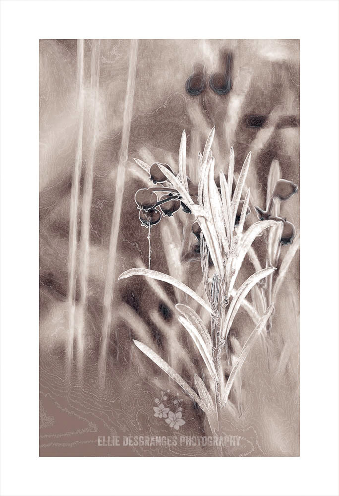 "Personnalité Florissante XV: Adolescente Nauséeuse", Image 2 de 4, 10 x 16" / Parc National de Prince Albert