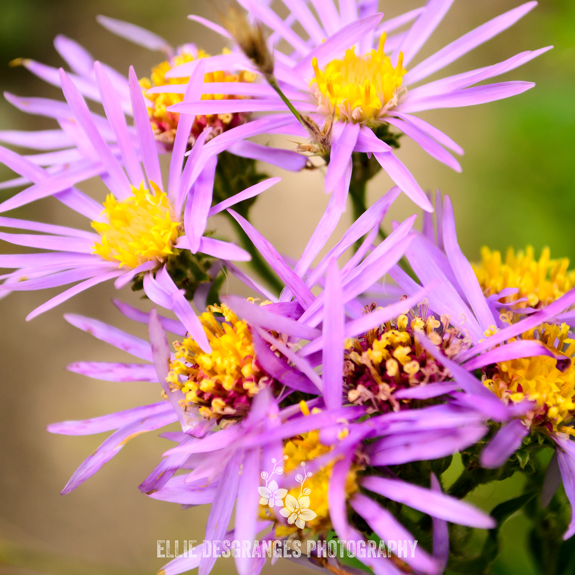 "Aster de Lindley", 4x4" / Sentier du Ruisseau Mud