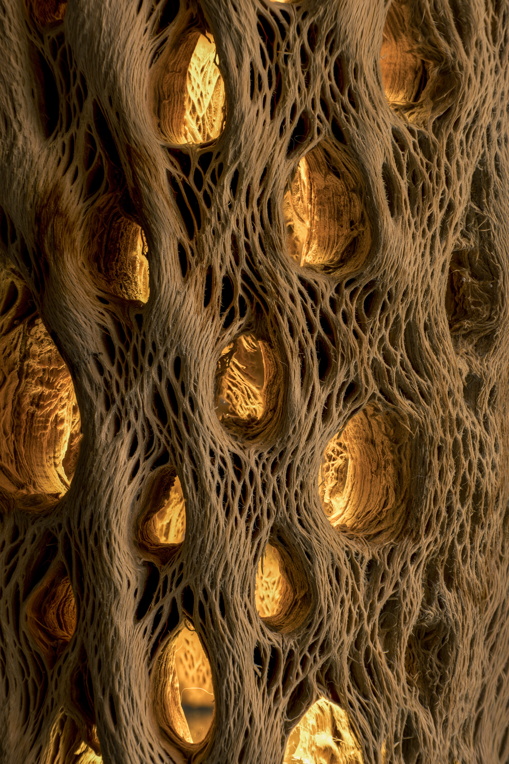 Vertical fine art macro photography of a backlit Cholla cactus skeleton. The image resembles an ancient alien skyscraper with a cold, grey, bone-like outer lattice structure containing a glowing, warm golden light core. High-contrast texture showing intricate wood fibers against a dark background.