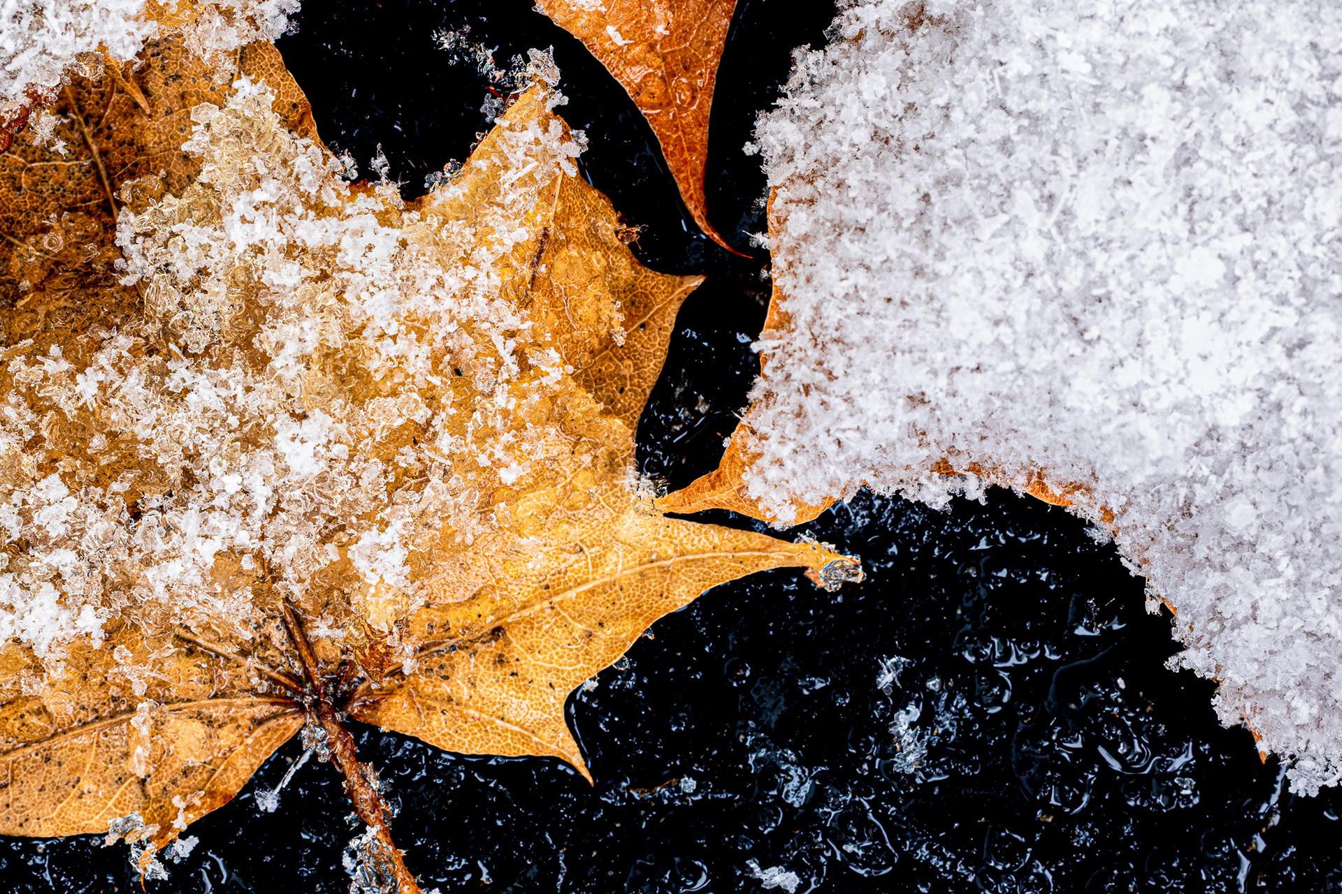 Minimalist macro photography of white ice crystals forming a geometric lattice on a withered gold leaf against a black background.