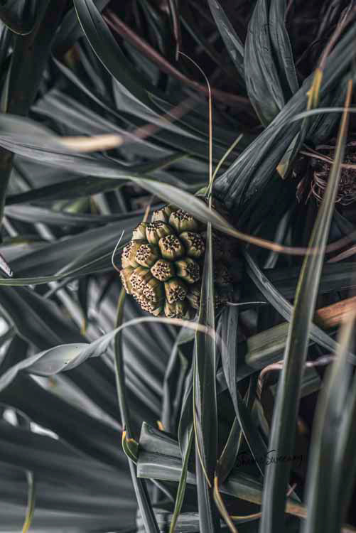 Pandanus in Silver, Scarness Beach
