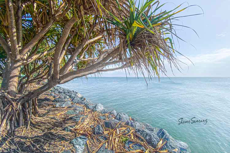 Pandanus 02, Scarborough