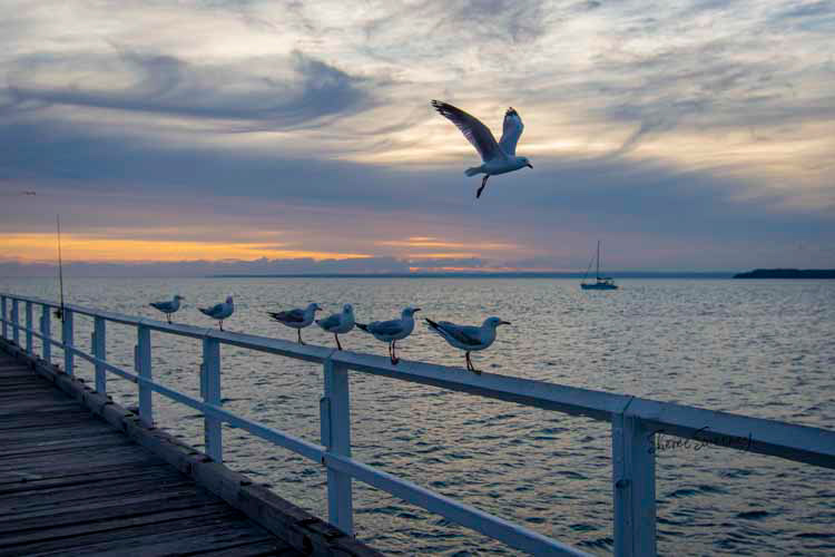 Brush of Wings, Urangan Pier