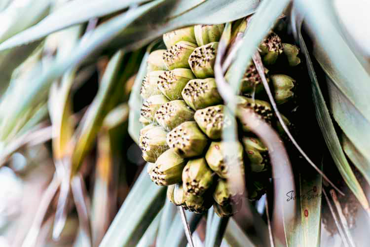 Pandanus in Web, Scarness Beach