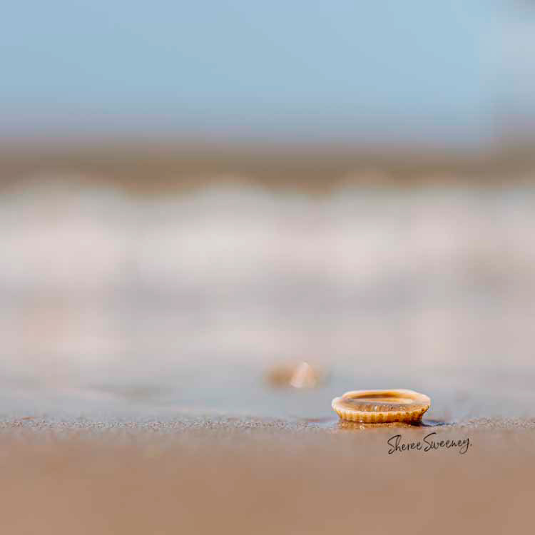 Shell, Scarness Beach