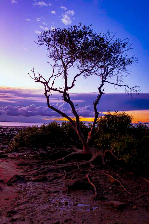Little Tree in Velvet, Gatakers Bay