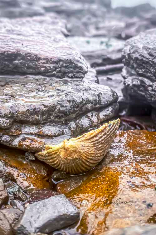 Shell in Rocks, Gatakers Bay