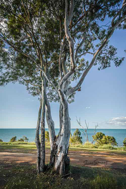 Gumtrees, Point Vernon