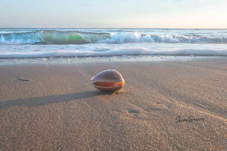 Shell 02, Scarness Beach