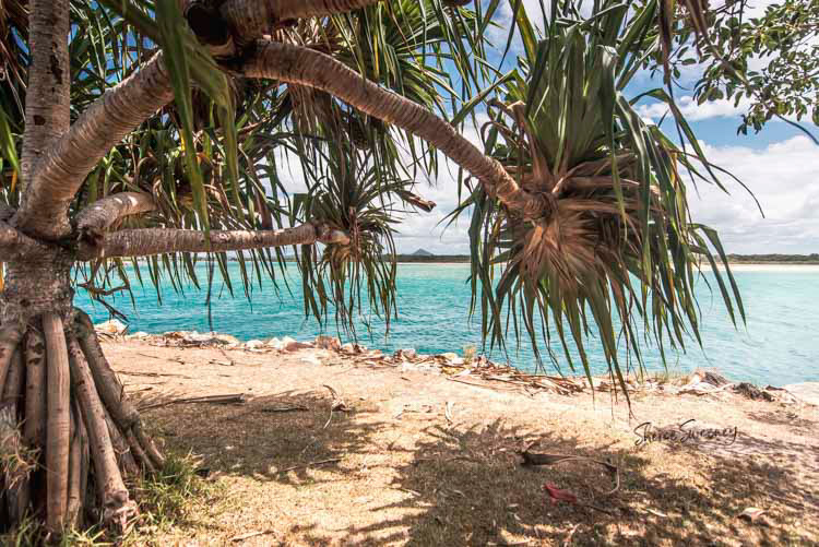 Pandanus Shades, Noosa River