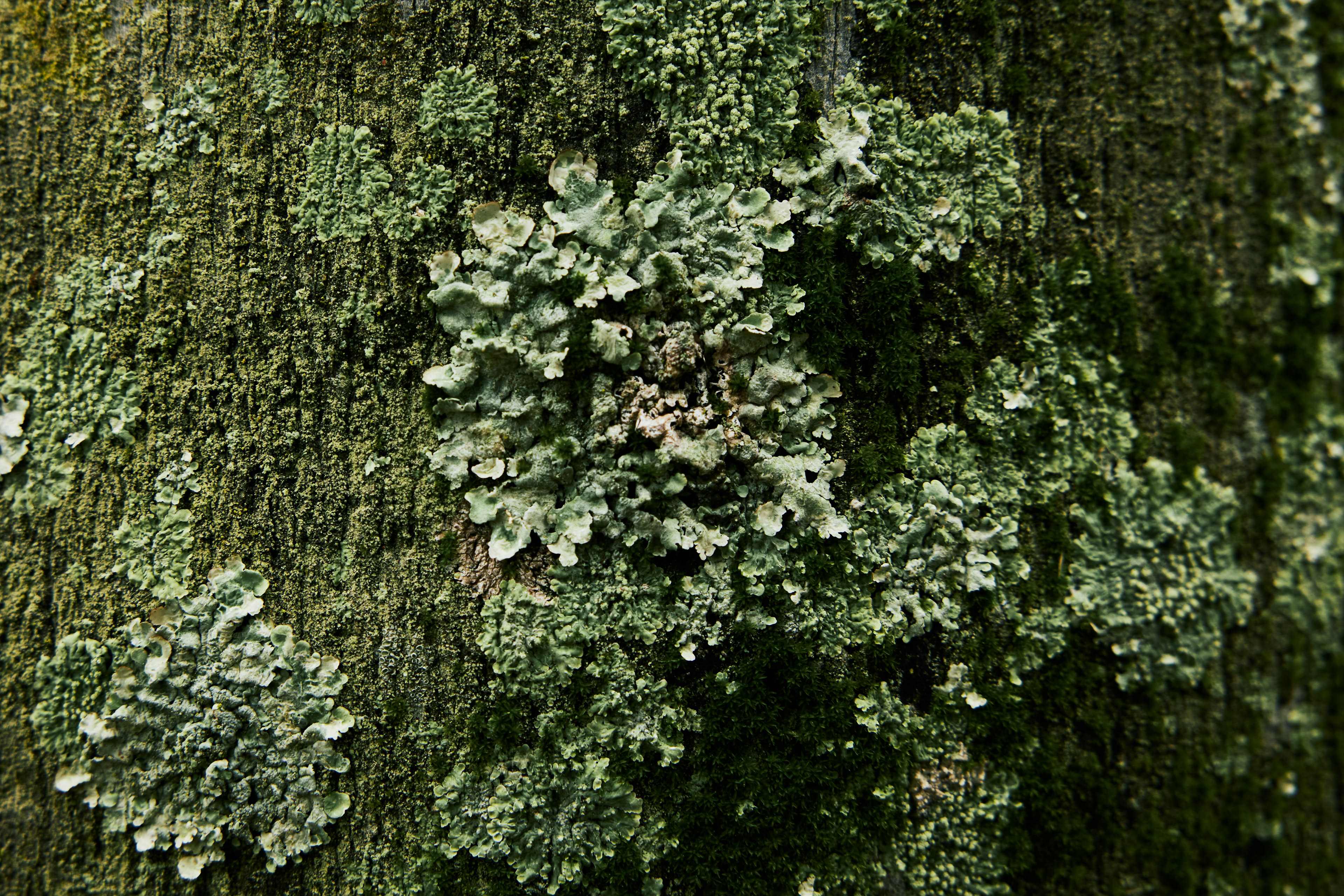 Close-up of green lichen and moss growing on the surface of a tree trunk, with intricate textures and patterns creating a natural and organic look.