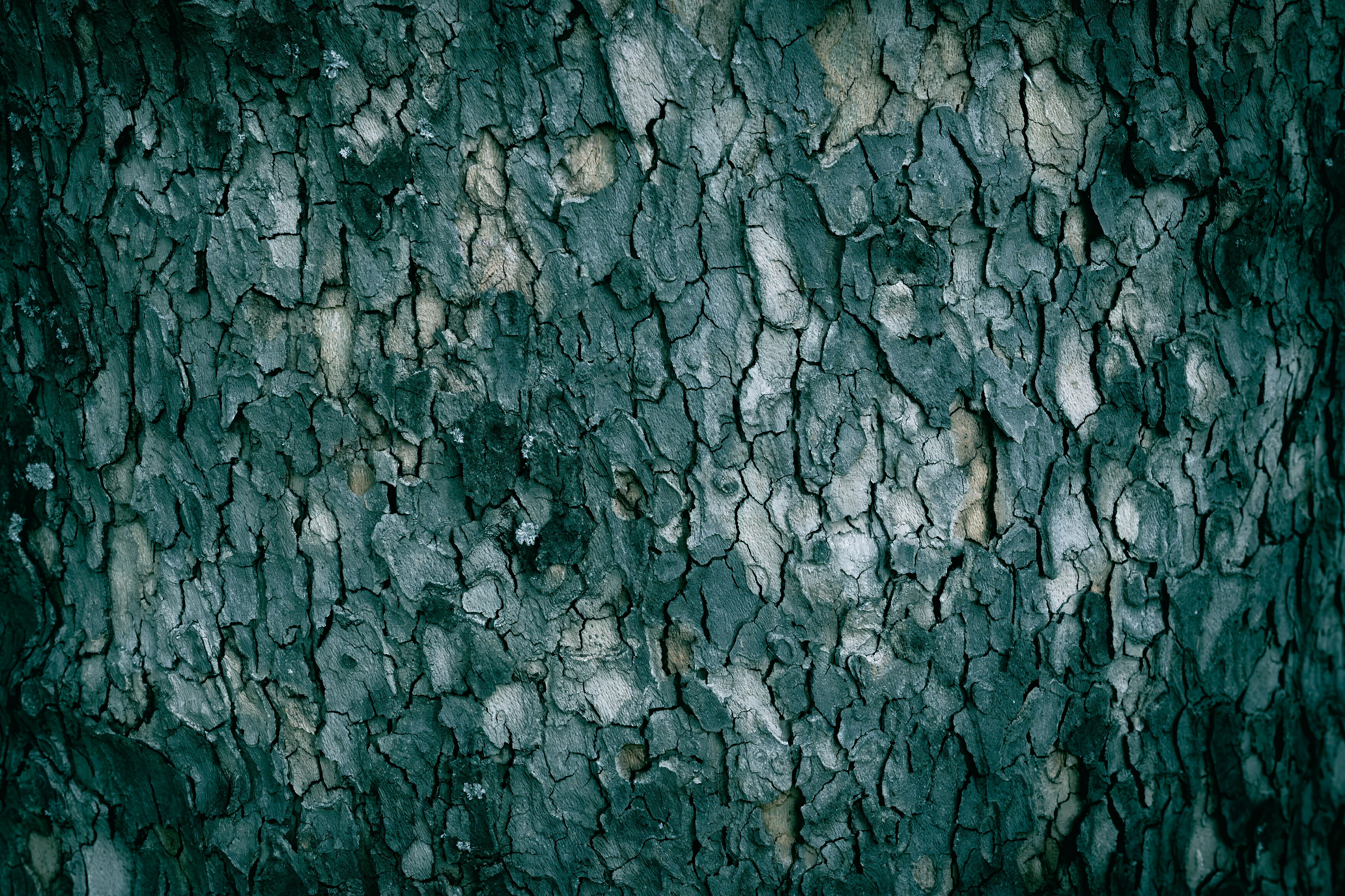 Close-up texture of tree bark with deep grooves and a rugged, cracked surface in shades of dark teal and muted gray.