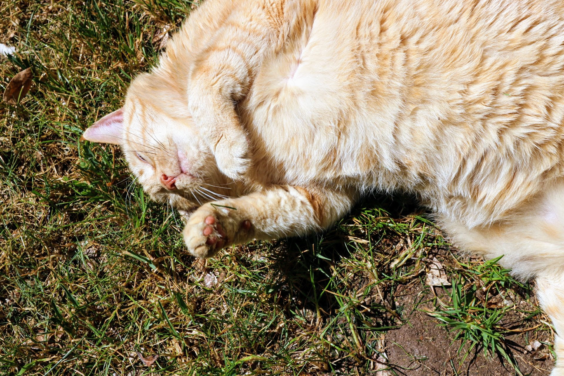 Cat Playing