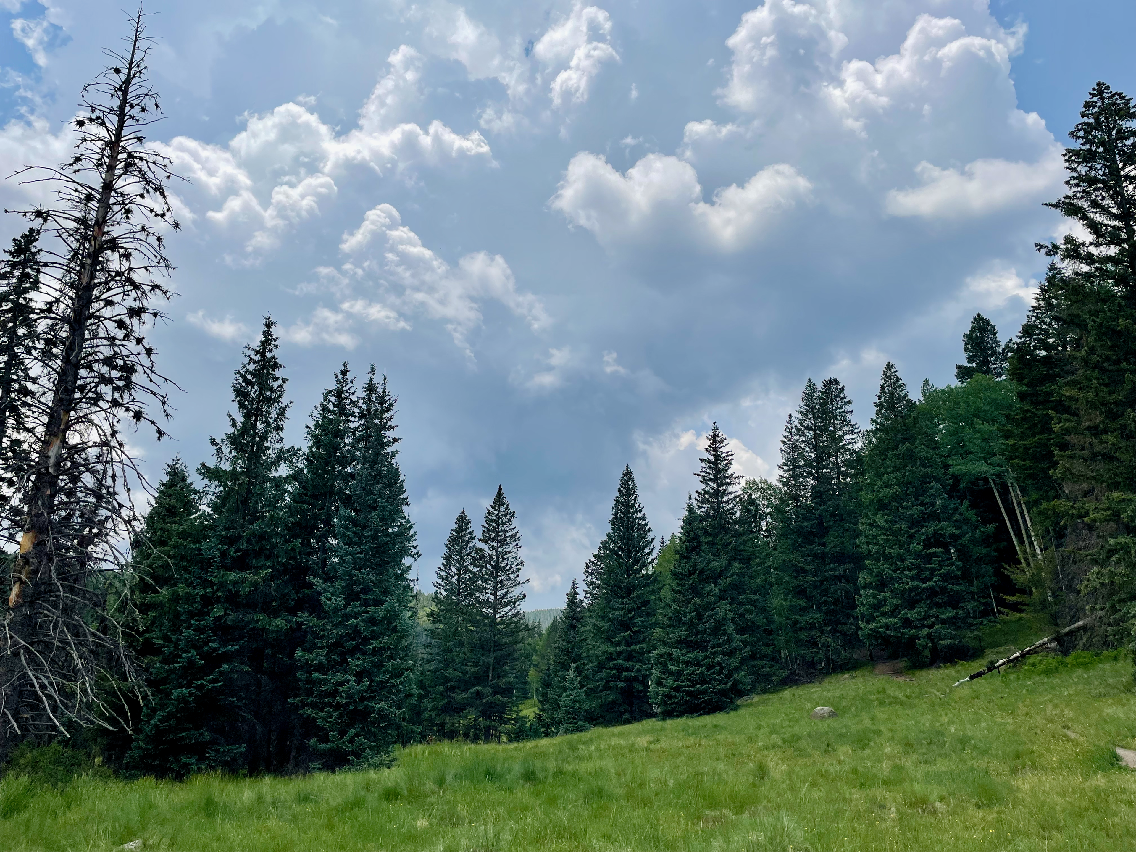 Flagstaff Forest