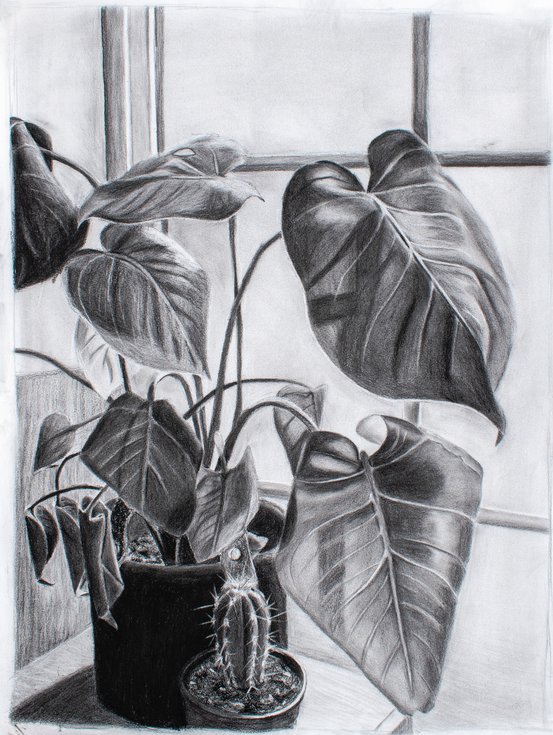 Charcoal Still Life
