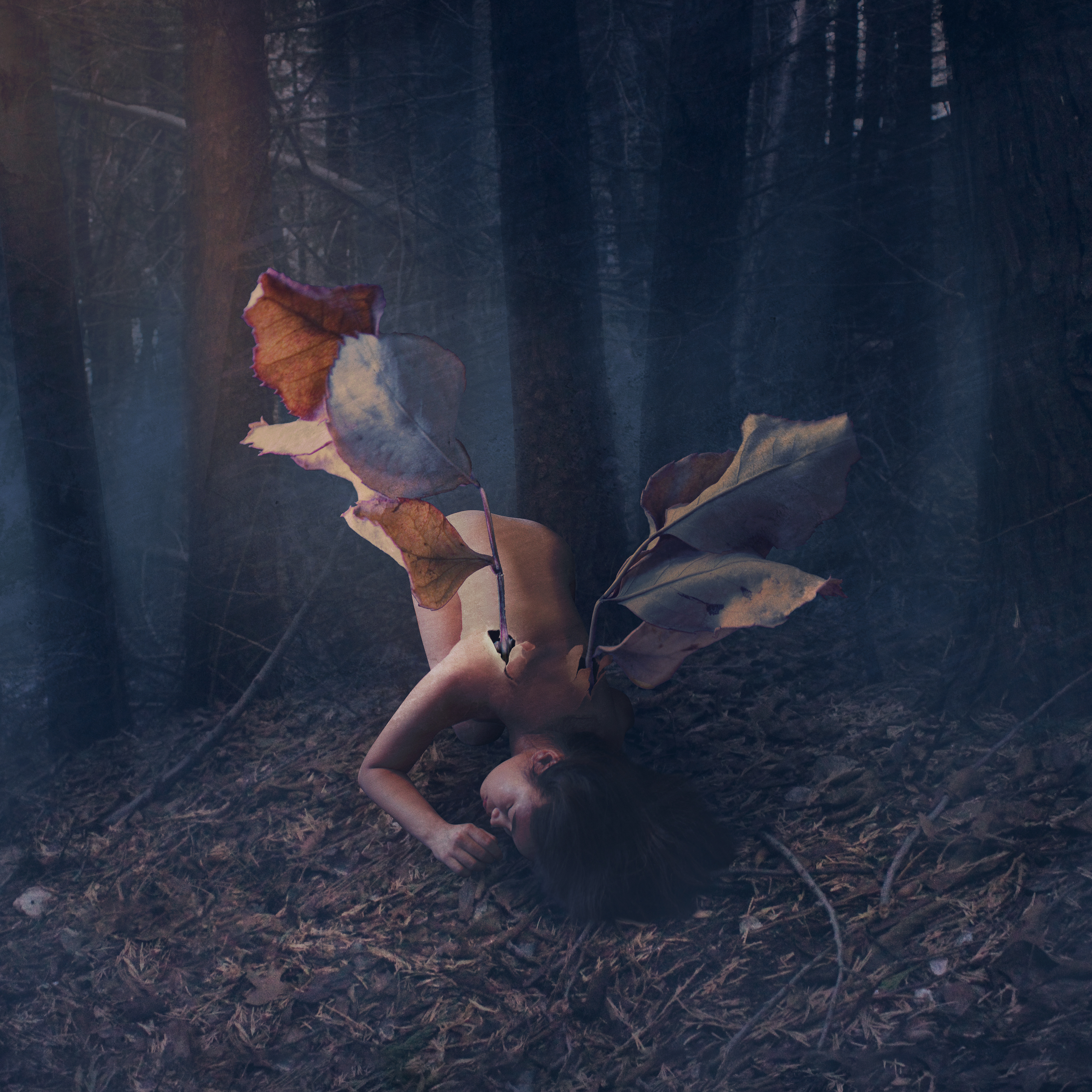 Wilted Wings (2020)
