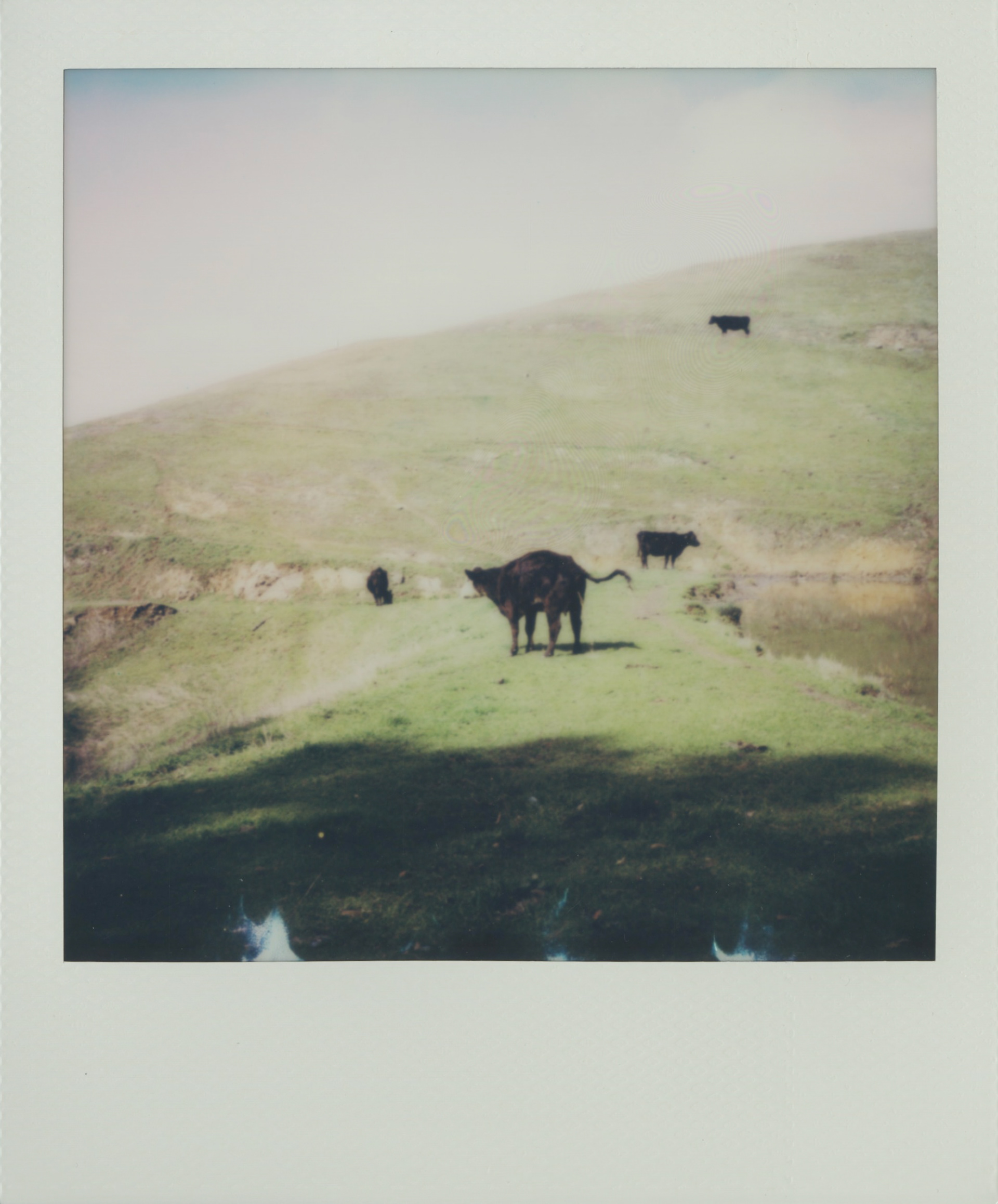 if you look closely, you can see the stream of piss comin outta the cows ass hehe