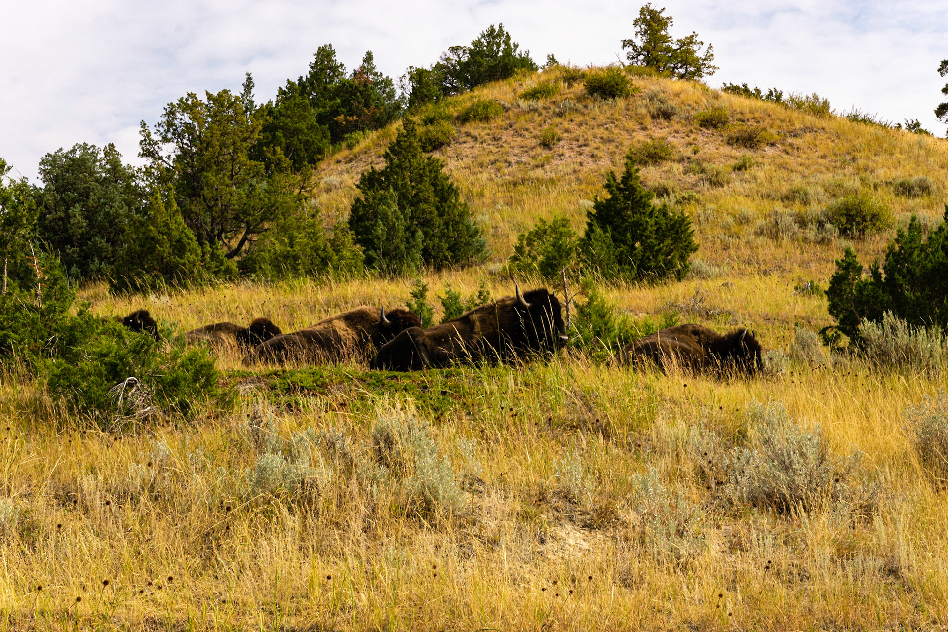 Theodore Roosevelt National Park - Scenic Loop Drive