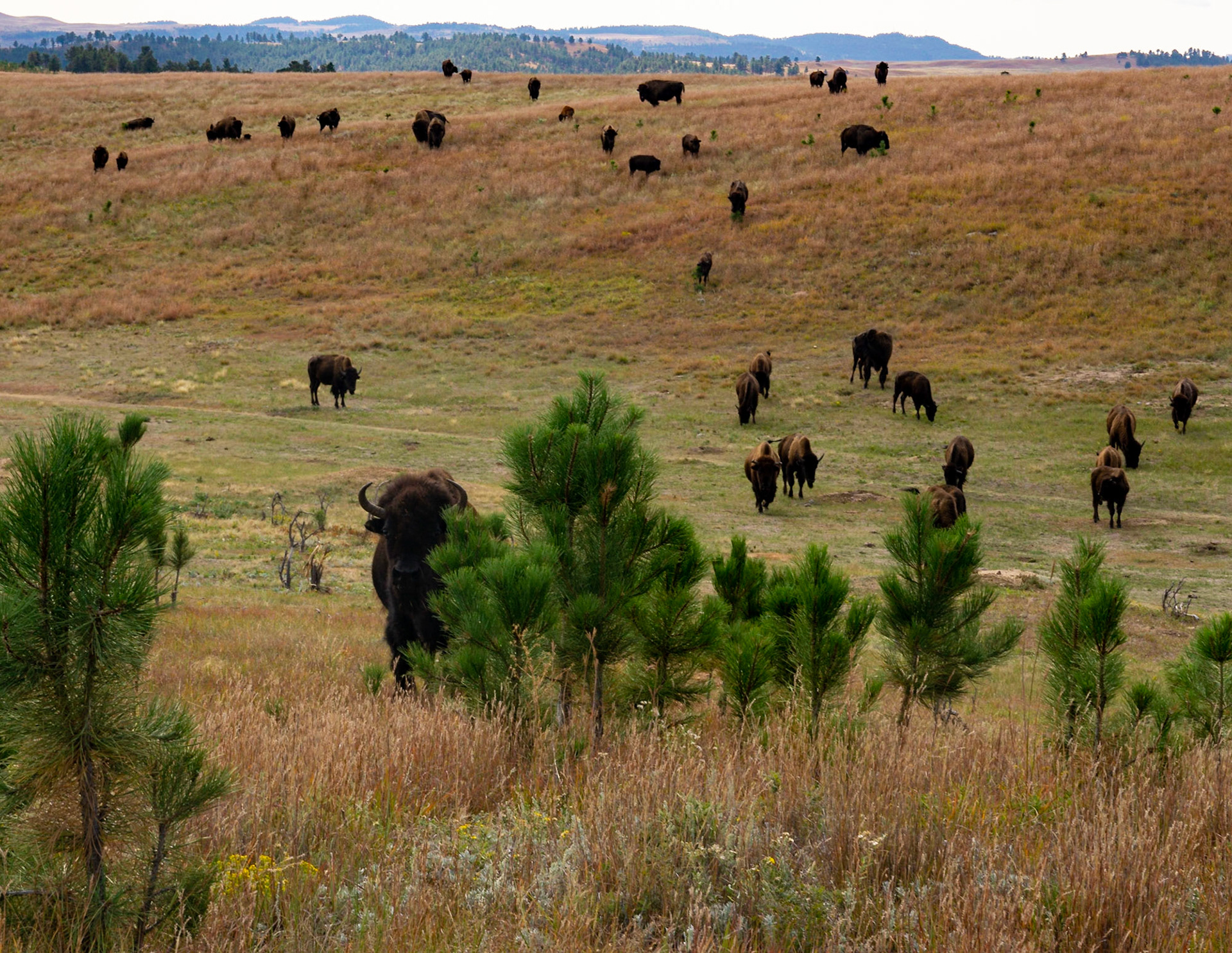 Wind Cave - Lookout Point and Centennial Trail