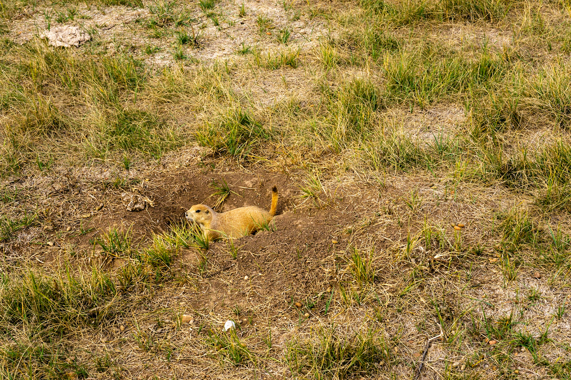 Wind Cave - Lookout Point and Centennial Trail