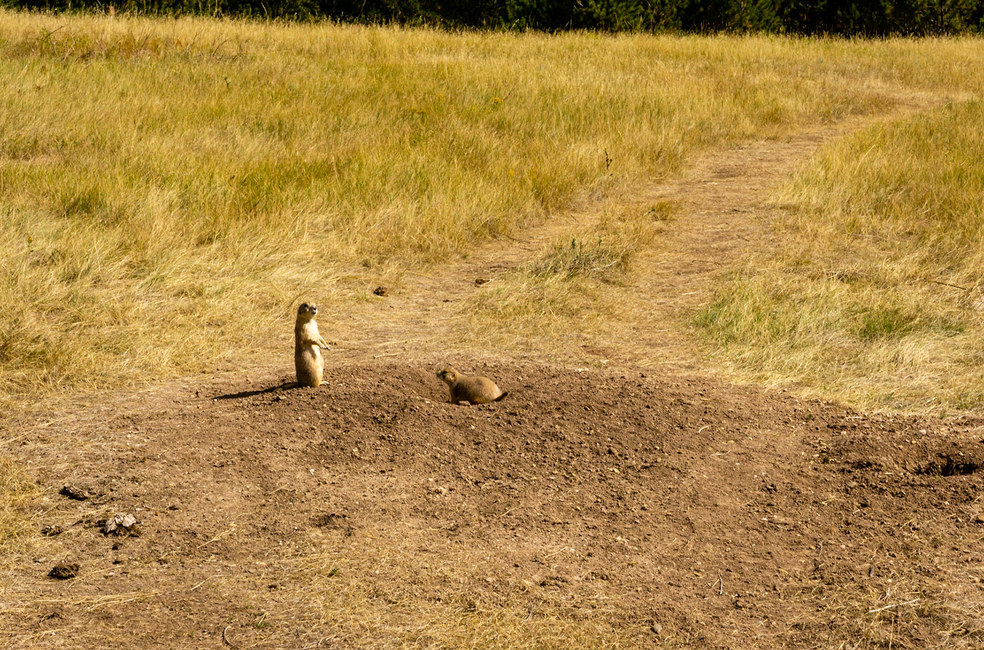 Wind Cave - Lookout Point and Centennial Trail