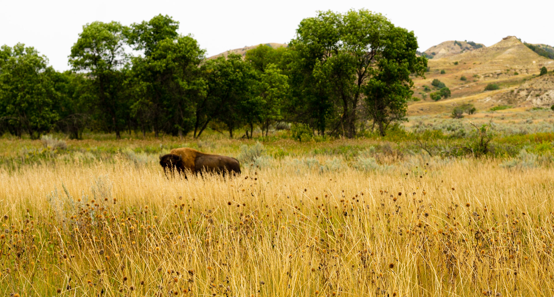 Theodore Roosevelt National Park - The Big Plateau and Ekblom Trail