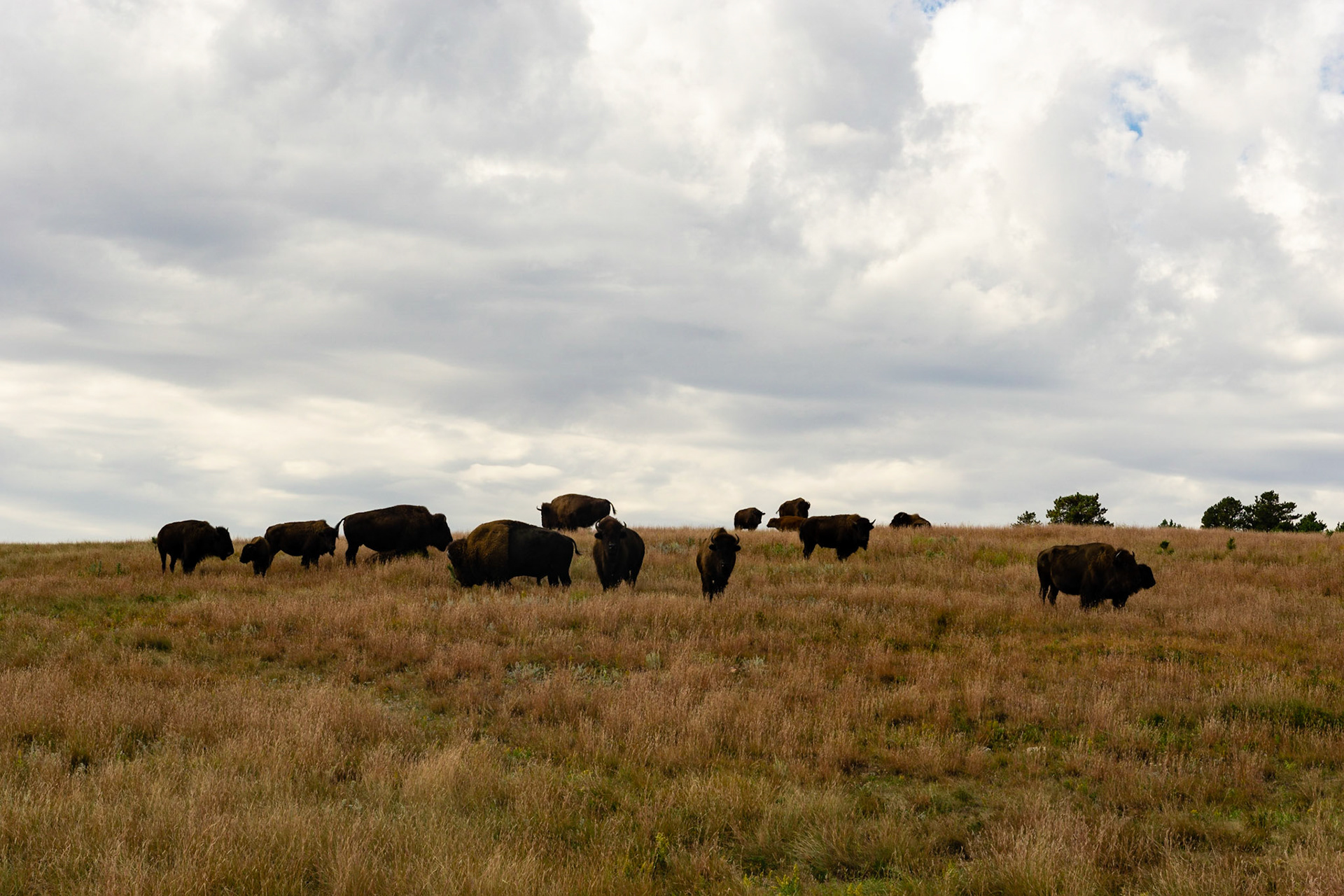 Wind Cave - Lookout Point and Centennial Trail