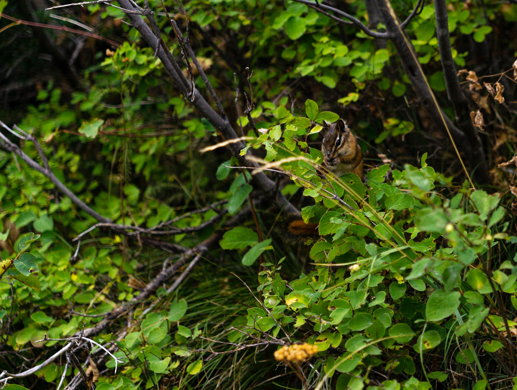 Glacier National Park - Grinnell Glacier