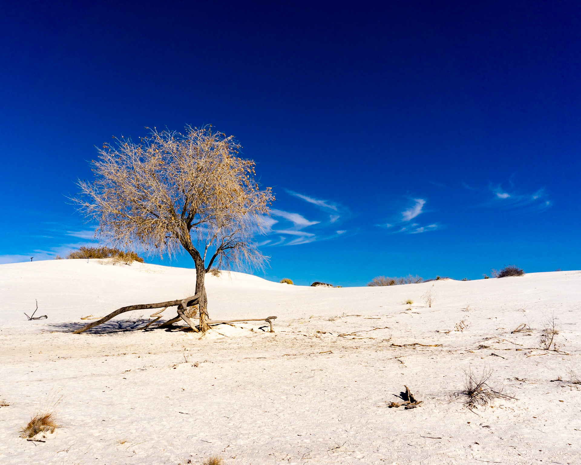 White Sands - Dune Life Nature Trail
