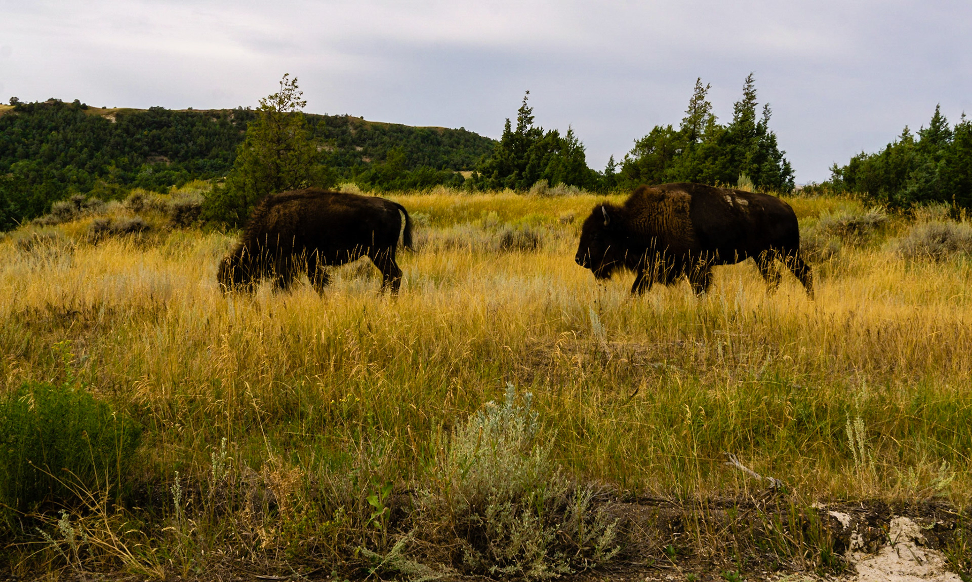 Theodore Roosevelt National Park - Scenic Loop Drive