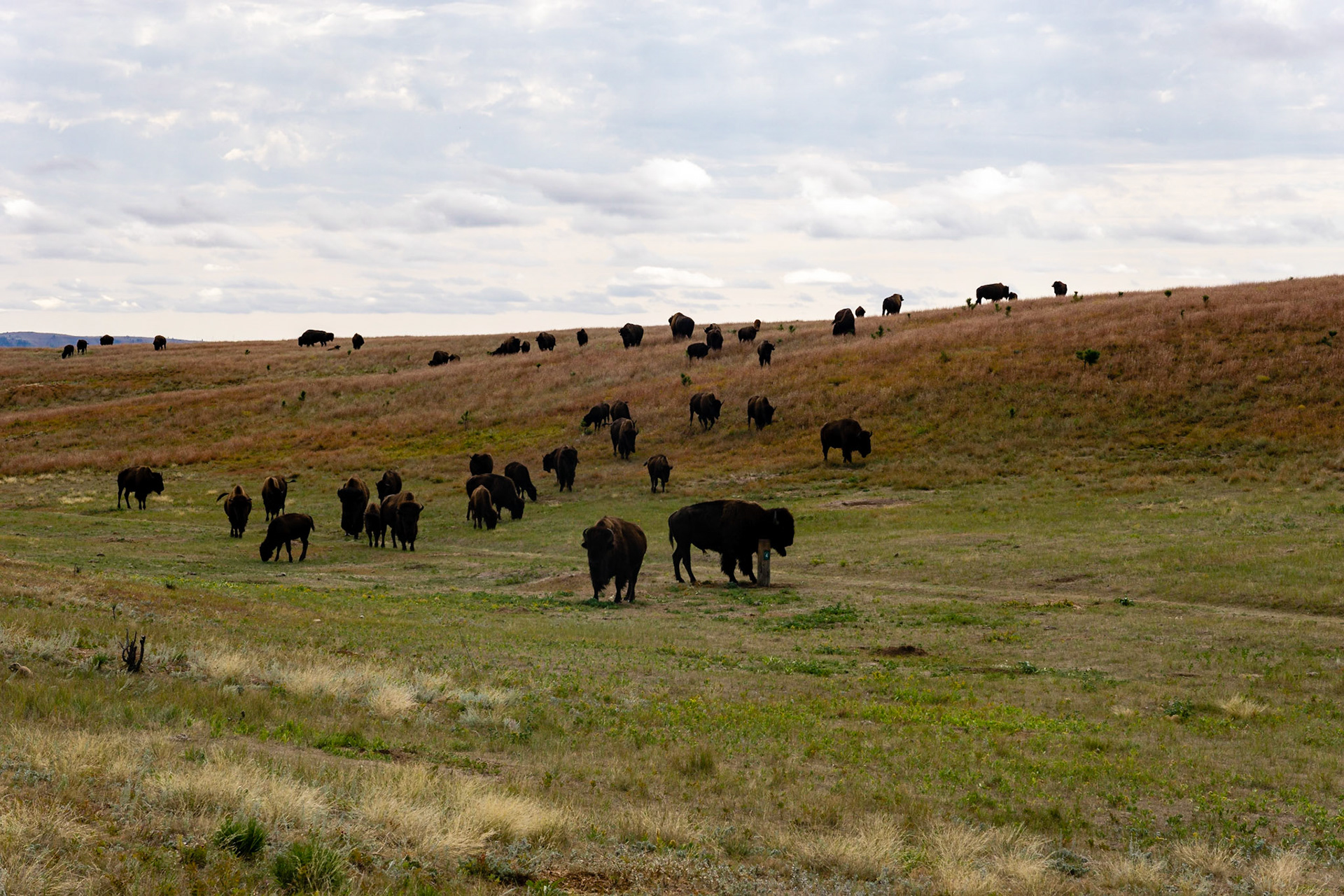 Wind Cave - Lookout Point and Centennial Trail