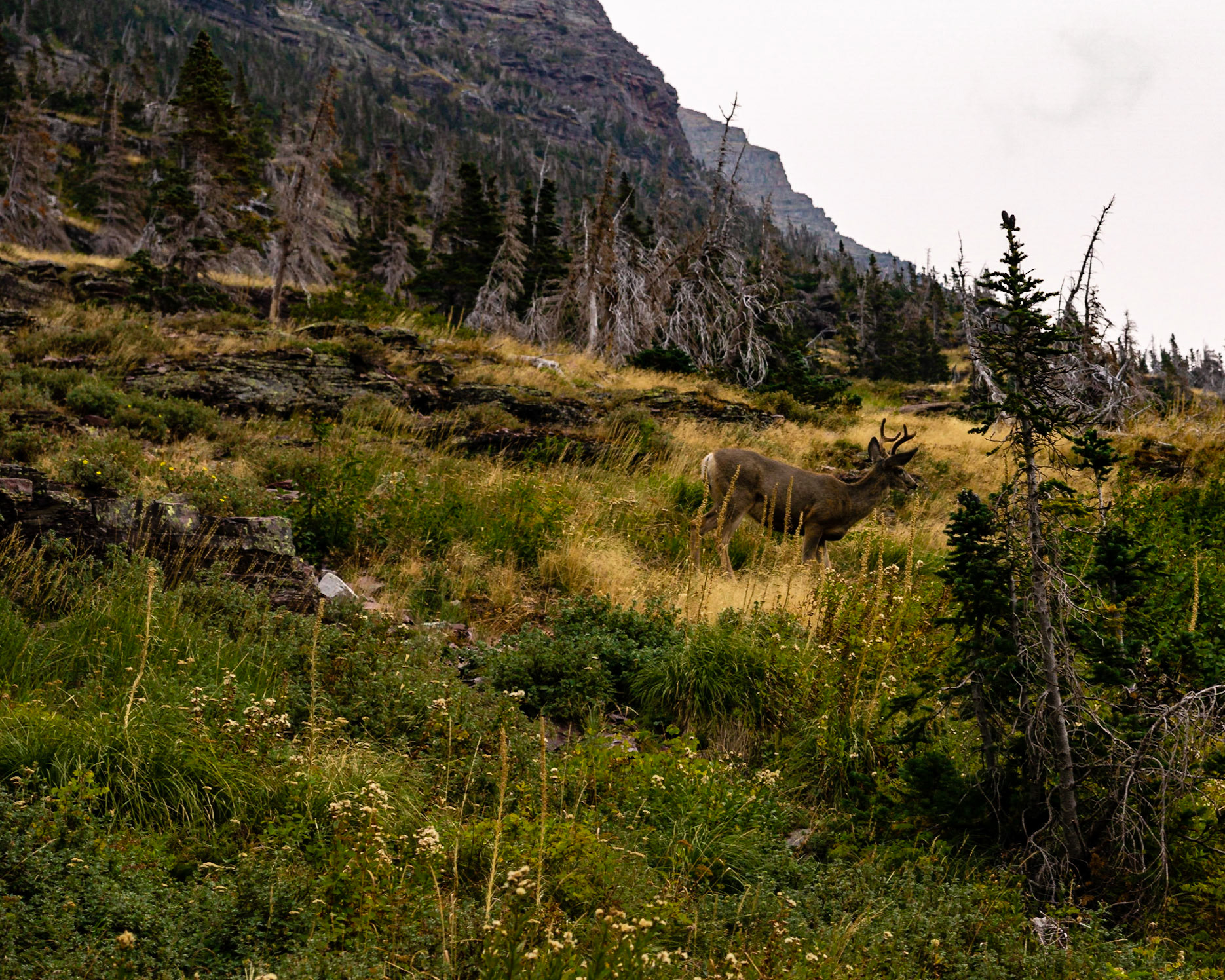 Glacier National Park - Grinnell Glacier