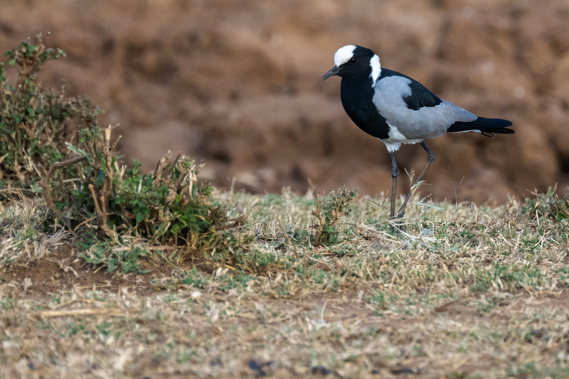 Blacksmith Plover