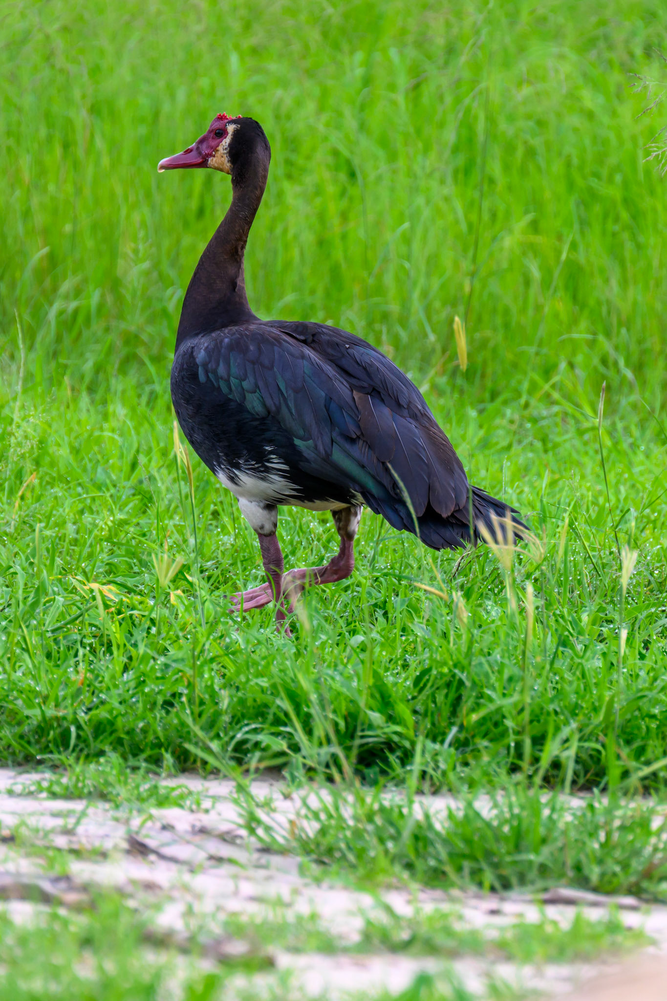 Spur-winged Goose