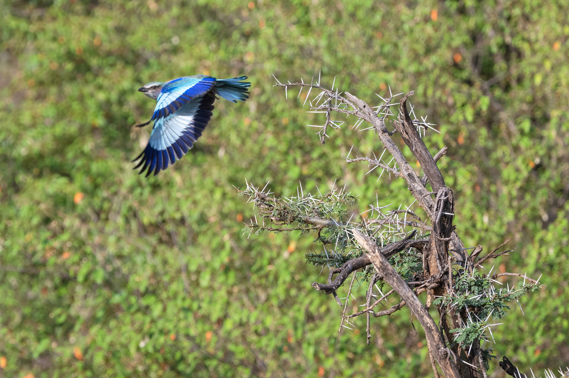 Lilac-Breasted Roller in flight