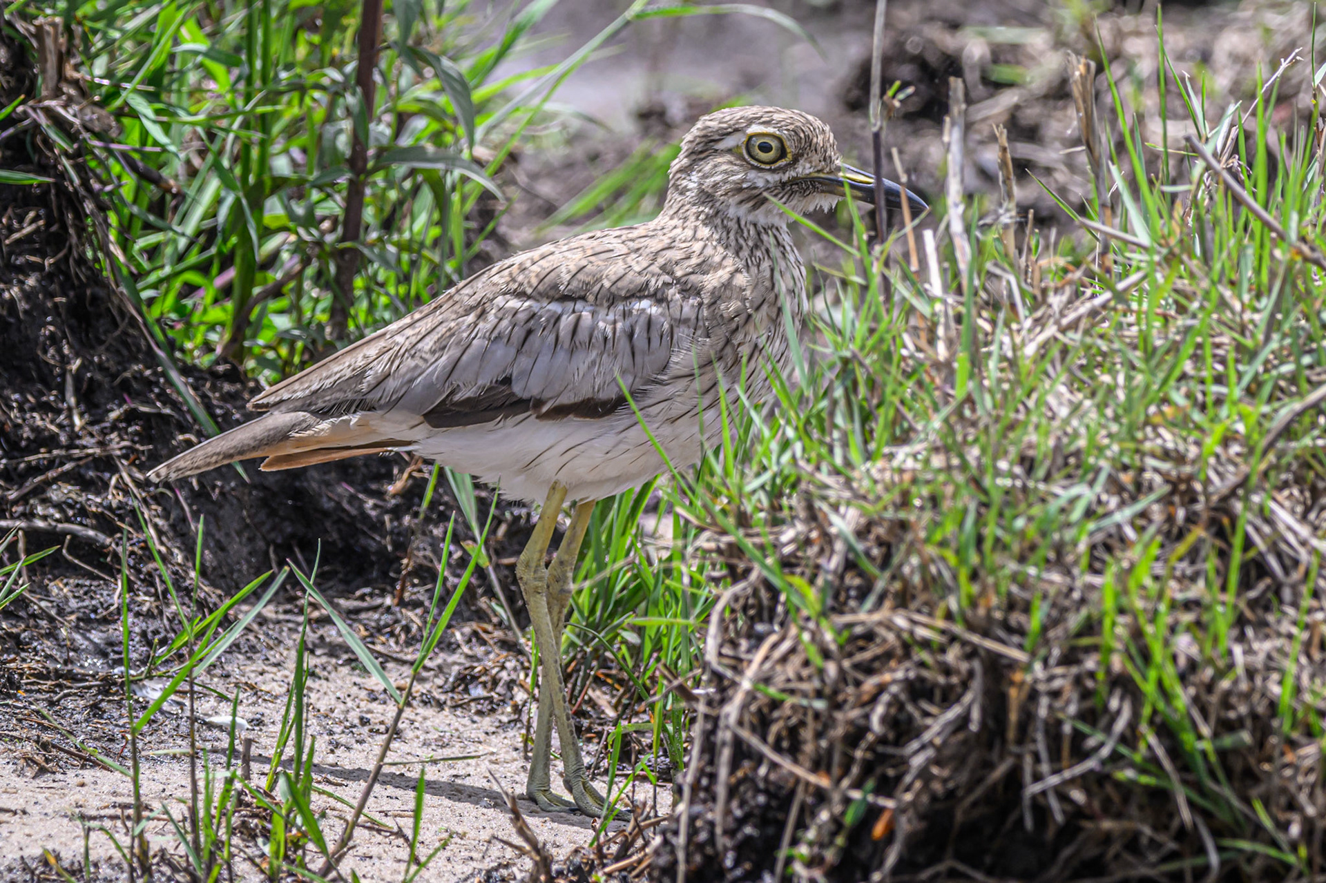 Water Thick-knee
