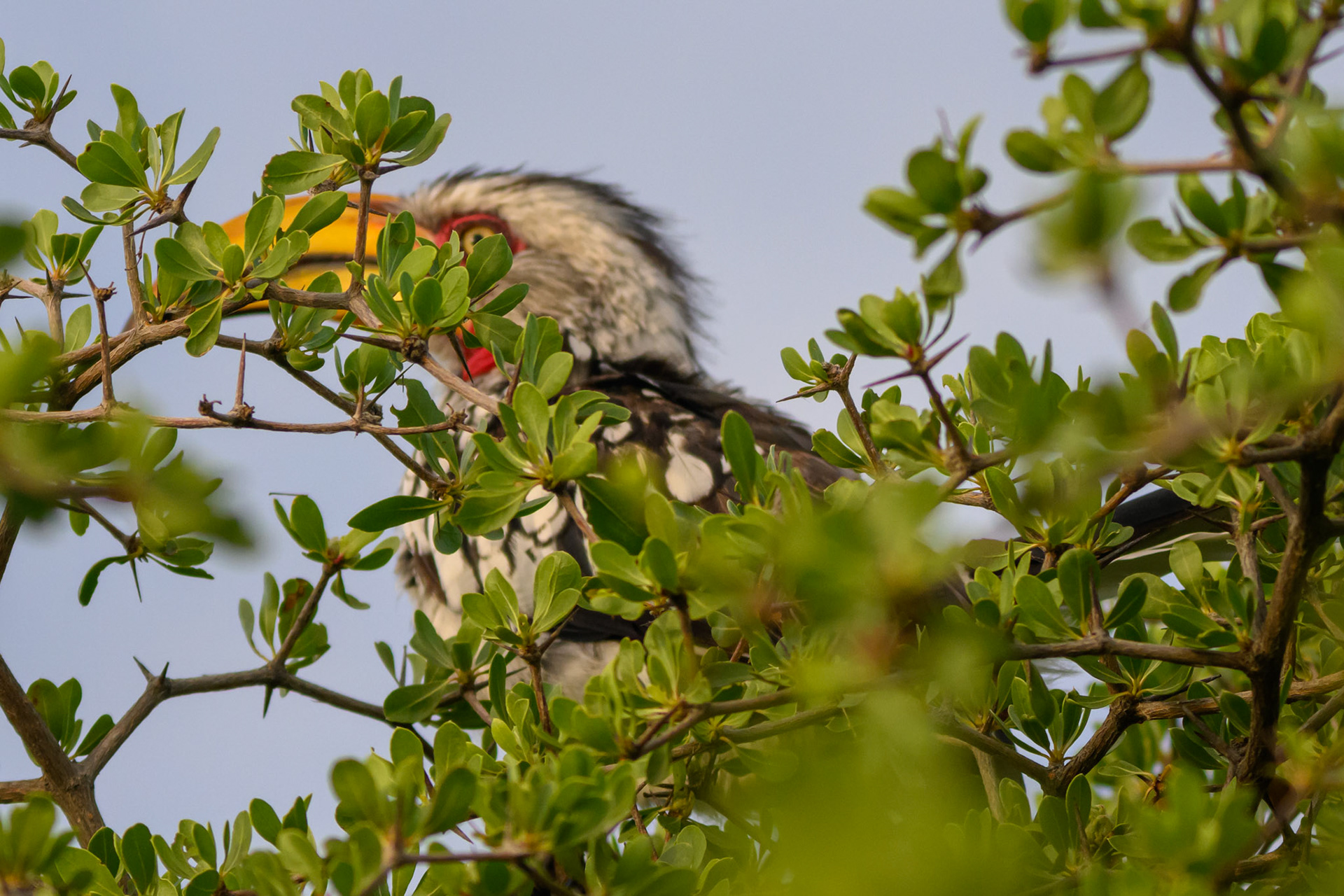 Southern Yellow-billed Hornbill
