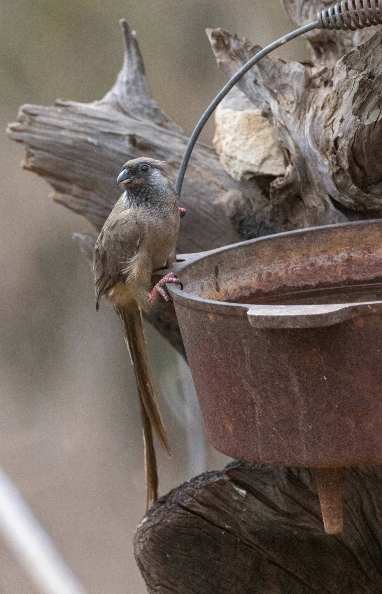 African Paradise Flycatcher