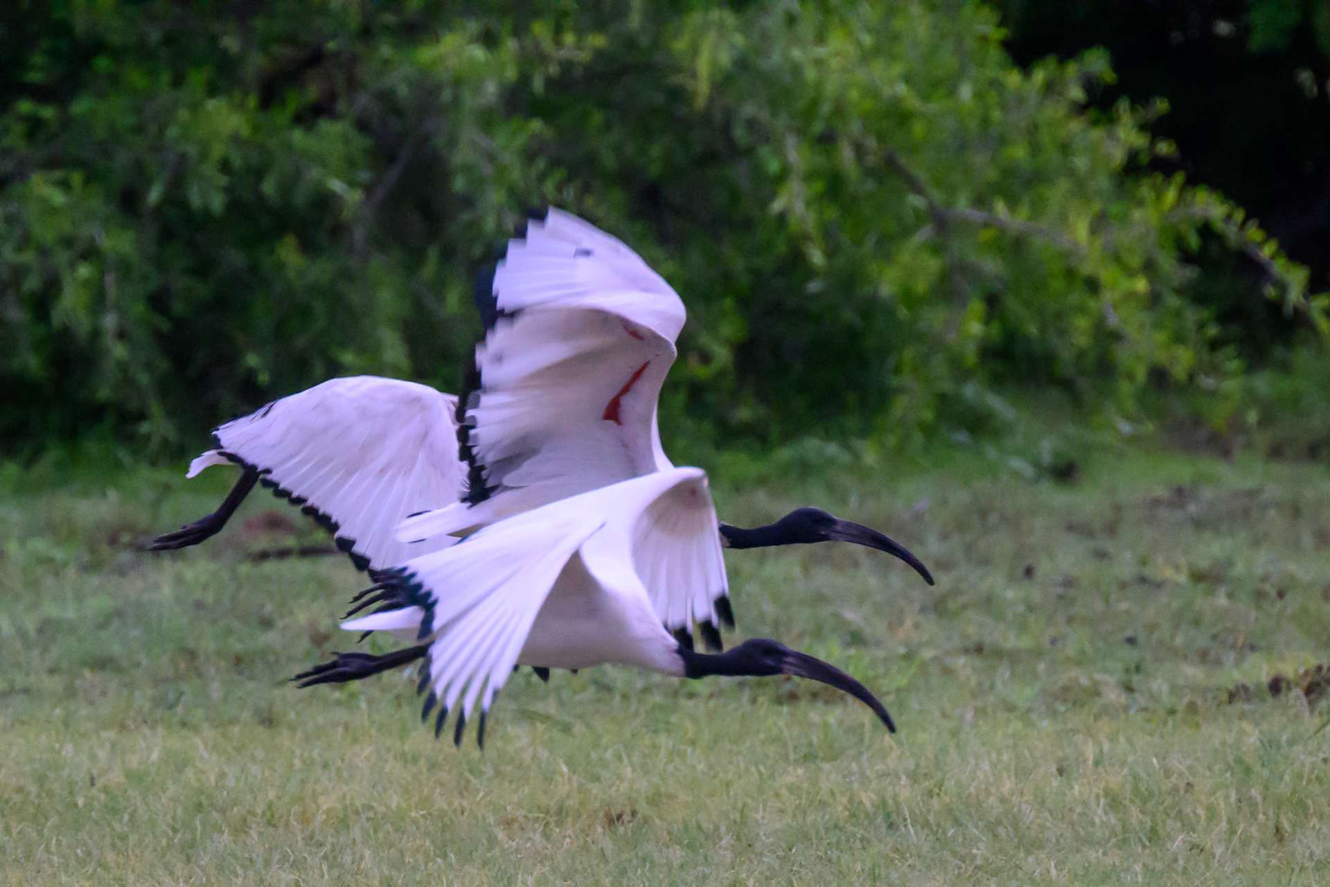 Sacred Ibis