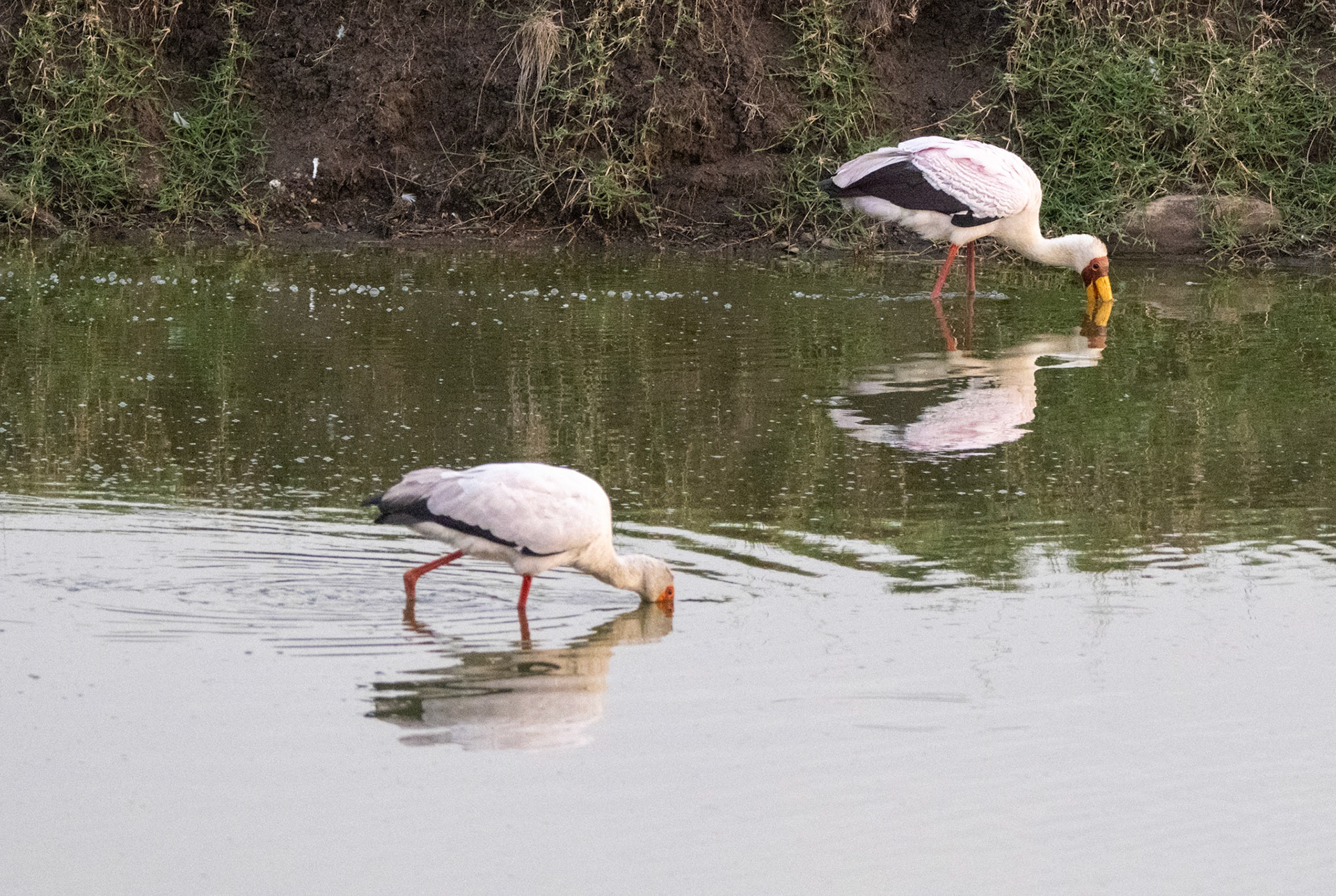 Yellow-billed Stork