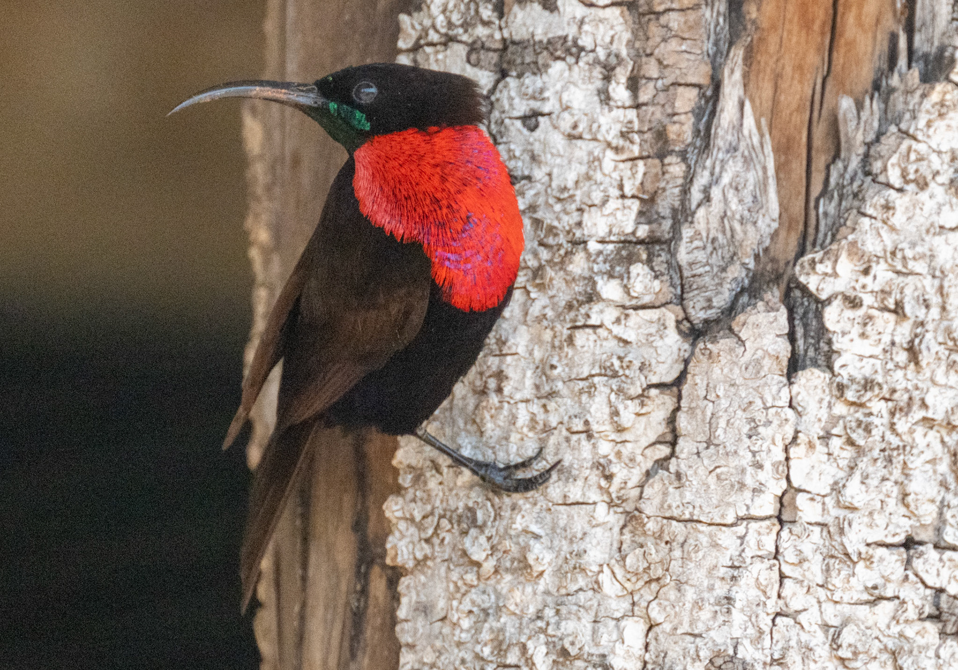 Scarlet-chested Sunbird
