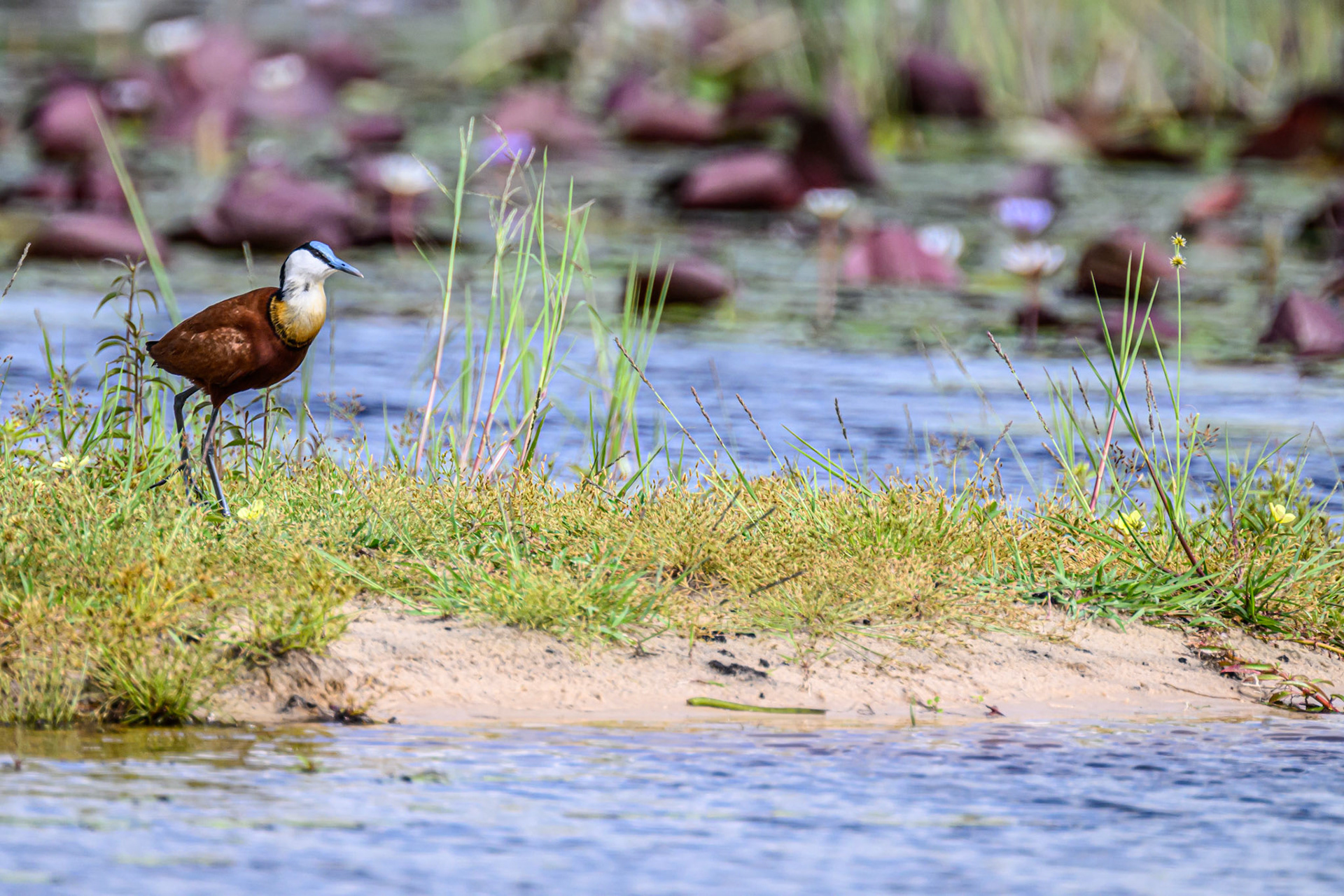 African Jacana