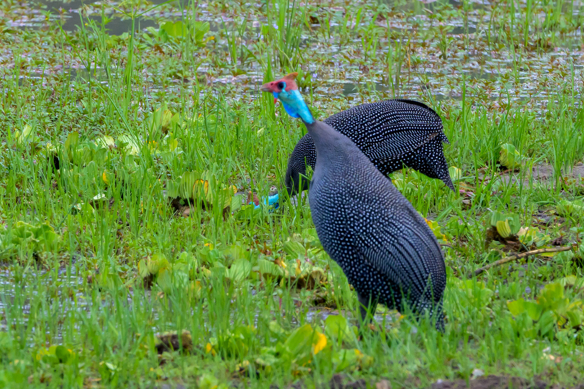 Helmeted Guineafowl